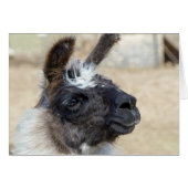 Fur Face (Vorderseite (Horizontal))