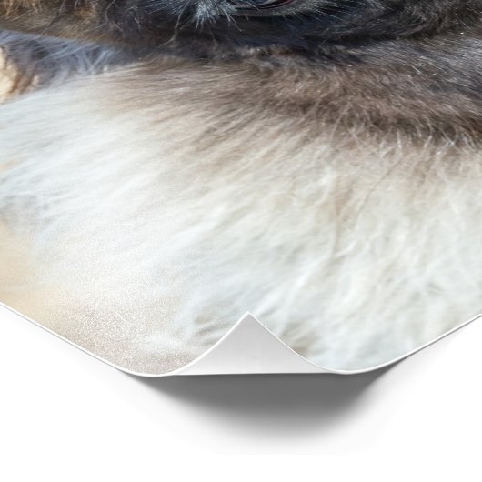 Fur Face Fotodruck (Ecke)