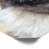 Fur Face Poster (Ecke)