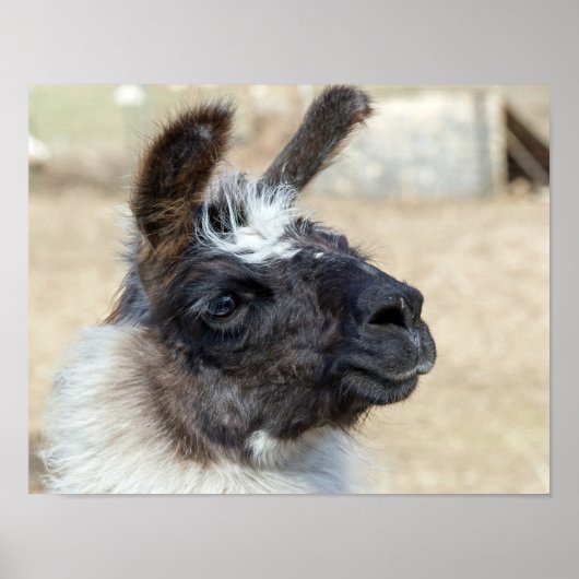 Fur Face Poster (Vorne)