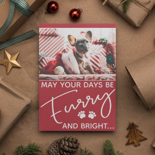 Furcht und heller Hund Foto Weihnachten