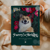 Furcht und Hunde Foto Weihnachten