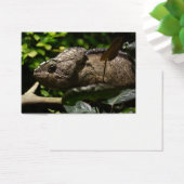 Furcifer oustaleti (Schreibtisch)