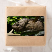 Furcifer oustaleti (Insitu)