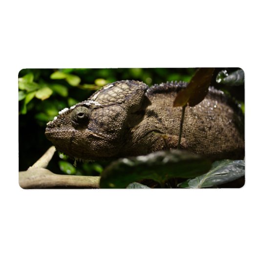 Furcifer oustaleti (Vorne)