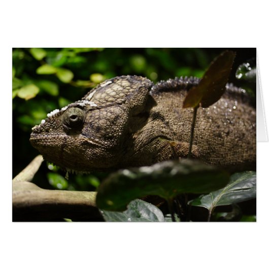 Furcifer oustaleti (Vorderseite (Horizontal))