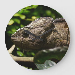 Furcifer oustaleti große wanduhr