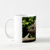 Furcifer oustaleti kaffeetasse (Links)