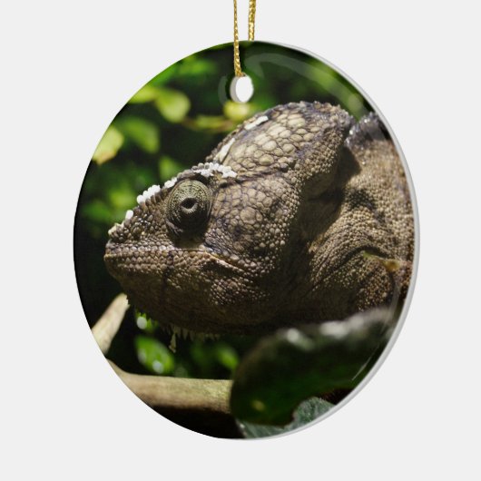 Furcifer oustaleti keramikornament (Links)