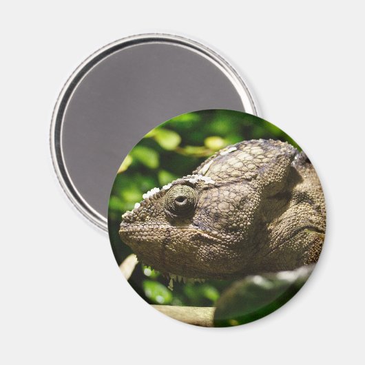 Furcifer oustaleti magnet (Vorderseite/Rückseite)