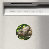 Furcifer oustaleti magnet (In Situ (Geschirrspüler))