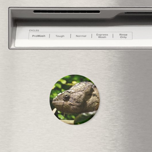 Furcifer oustaleti magnet (In Situ (Geschirrspüler))