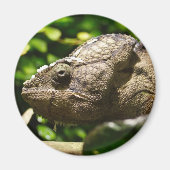 Furcifer oustaleti magnet (Vorne)