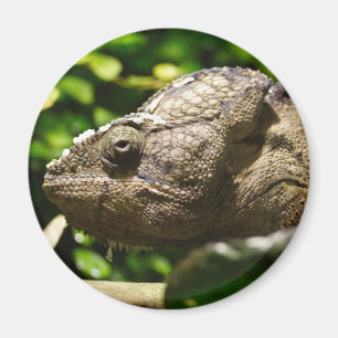 Furcifer oustaleti magnet