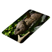 Furcifer oustaleti magnet (Linke Seite)