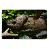 Furcifer oustaleti magnet (Horizontal)