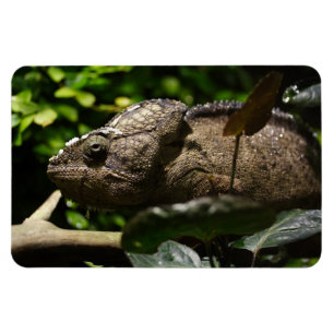 Furcifer oustaleti magnet