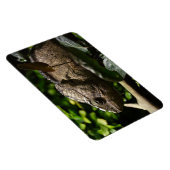 Furcifer oustaleti magnet (Rechte Seite)