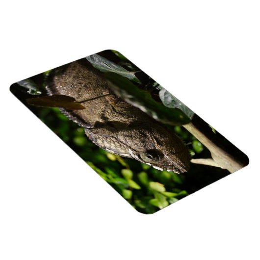 Furcifer oustaleti magnet (Rechte Seite)