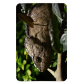 Furcifer oustaleti magnet (Vertikal)