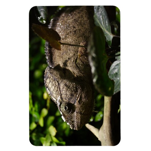 Furcifer oustaleti magnet (Vertikal)