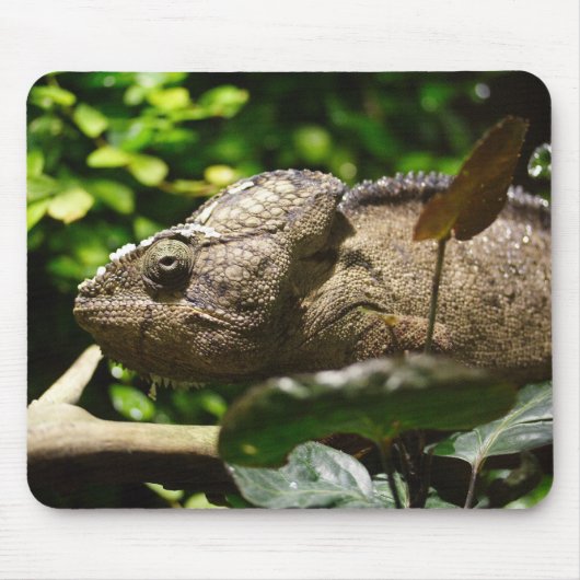 Furcifer oustaleti mousepad (Vorne)