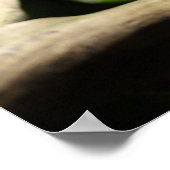 Furcifer oustaleti poster (Ecke)