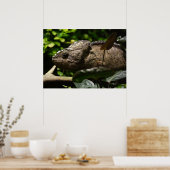 Furcifer oustaleti poster (Küche)