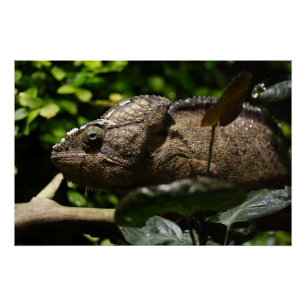 Furcifer oustaleti poster