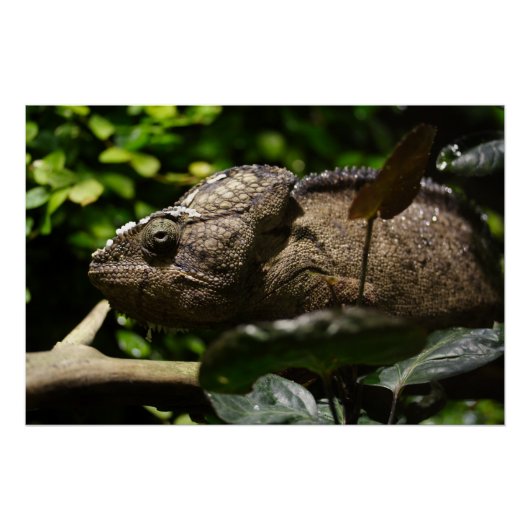 Furcifer oustaleti poster (Vorderseite)