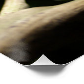 Furcifer oustaleti poster (Ecke)