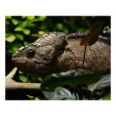 Furcifer oustaleti poster (Vorderseite)