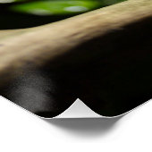 Furcifer oustaleti poster (Ecke)