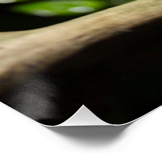 Furcifer oustaleti poster (Ecke)