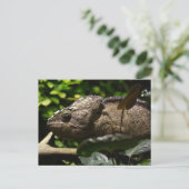 Furcifer oustaleti postkarte (Stehend Vorderseite)