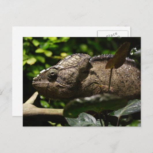 Furcifer oustaleti postkarte (Vorne/Hinten)