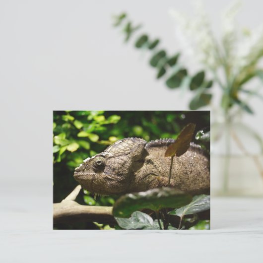 Furcifer oustaleti postkarte (Stehend Vorderseite)