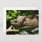 Furcifer oustaleti postkarte (Vorne/Hinten)