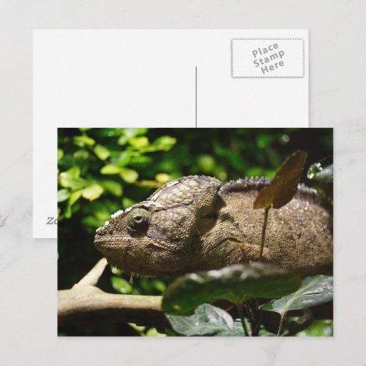 Furcifer oustaleti postkarte (Vorne/Hinten)