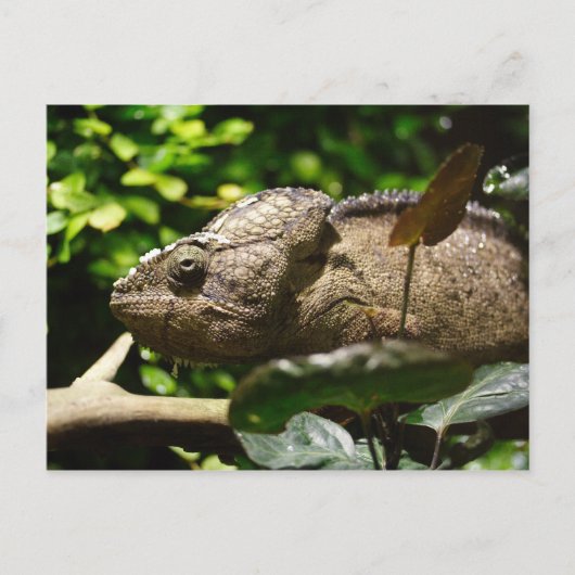 Furcifer oustaleti postkarte (Vorderseite)