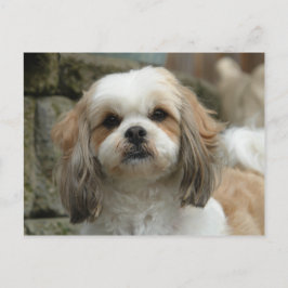 Furface Postkarte