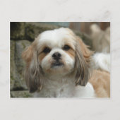 Furface Postkarte (Vorderseite)