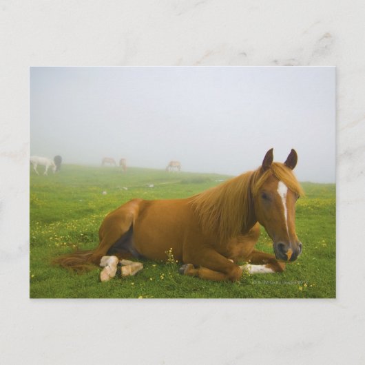 Furnieren 2 postkarte (Vorderseite)