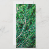 Furnierzweig (Rückseite)