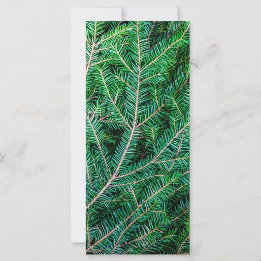 Furnierzweig (Vorderseite)