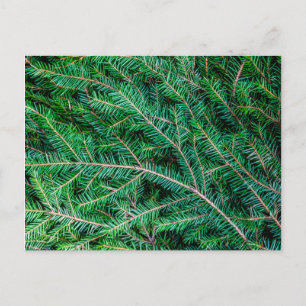 Furnierzweig Postkarte