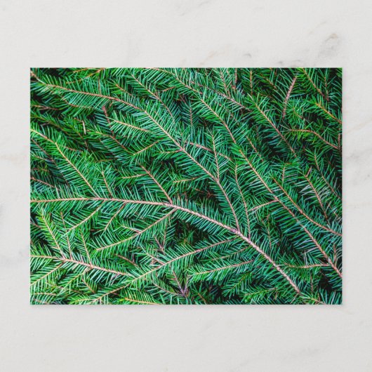 Furnierzweig Postkarte (Vorderseite)