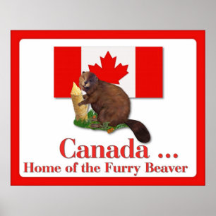 Furry Beaver Poster