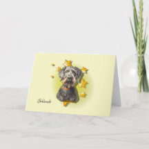 Furry Gray Schnoodle ist eine Star Card