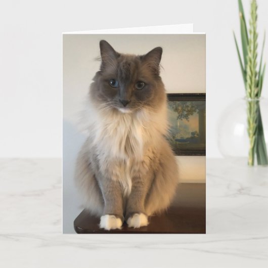 Furry Ragdoll Cat gut Karte (Vorderseite)
